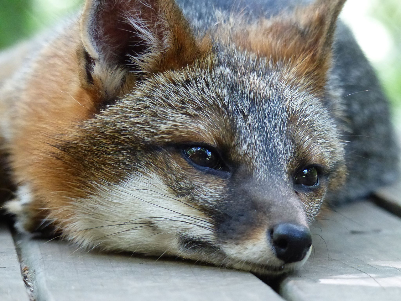 Courtesy of the Howell Nature Center