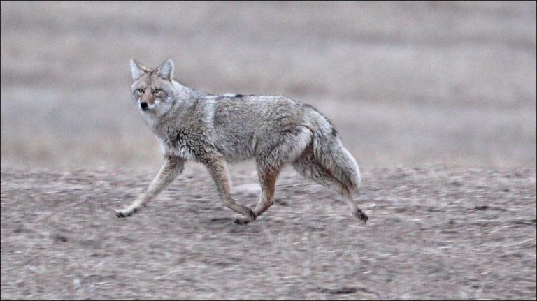 Coyote