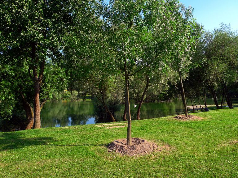 Planted Tree