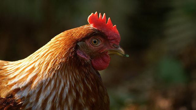 a yellow rooster