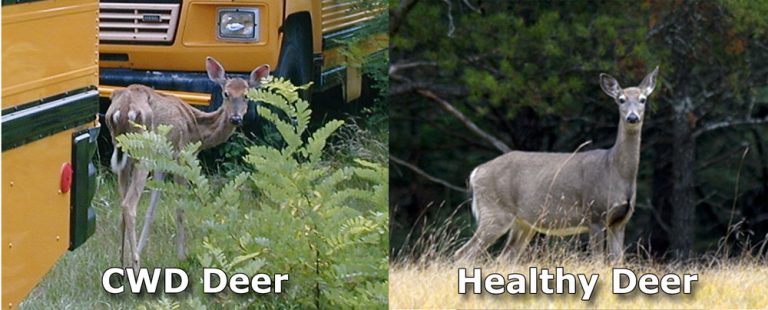 Deer Comparison