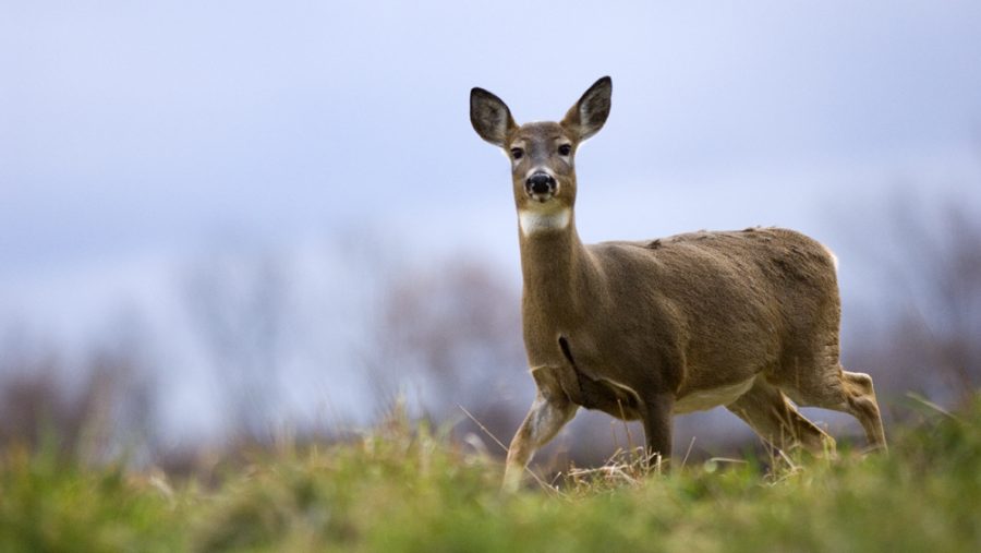 Healthy Deer - Michigan