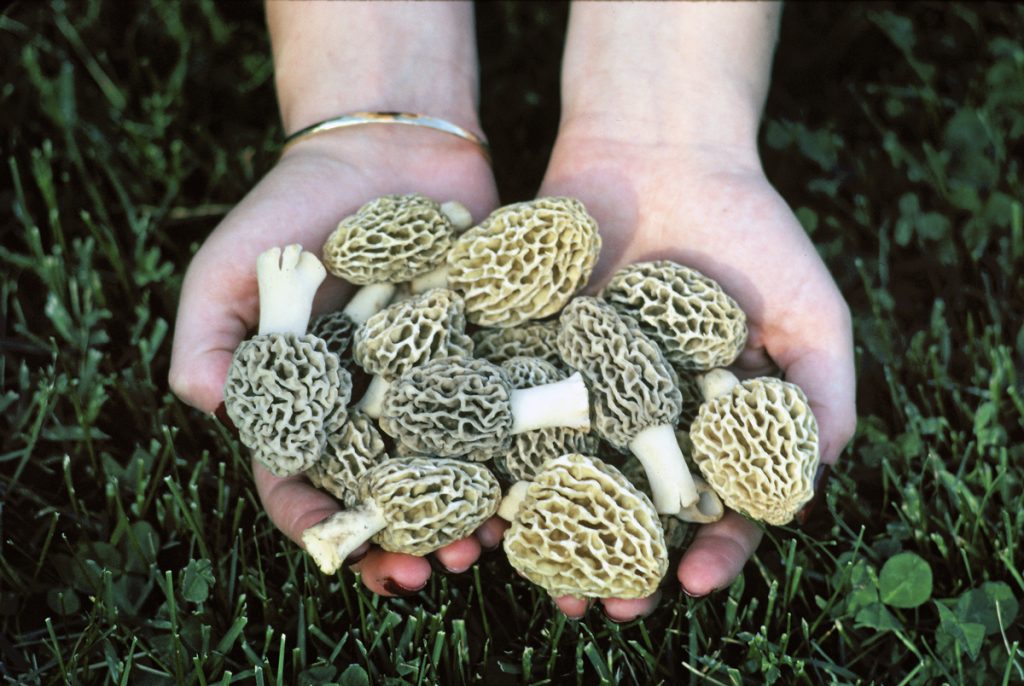 Morel Mushrooms