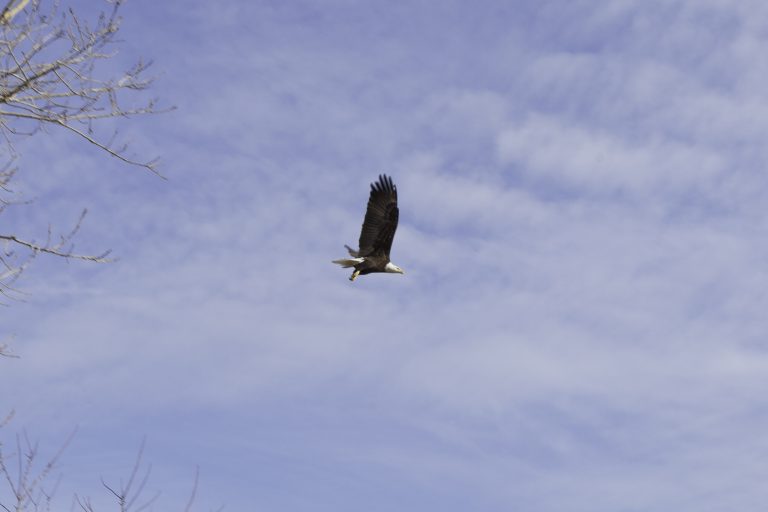 eagles1