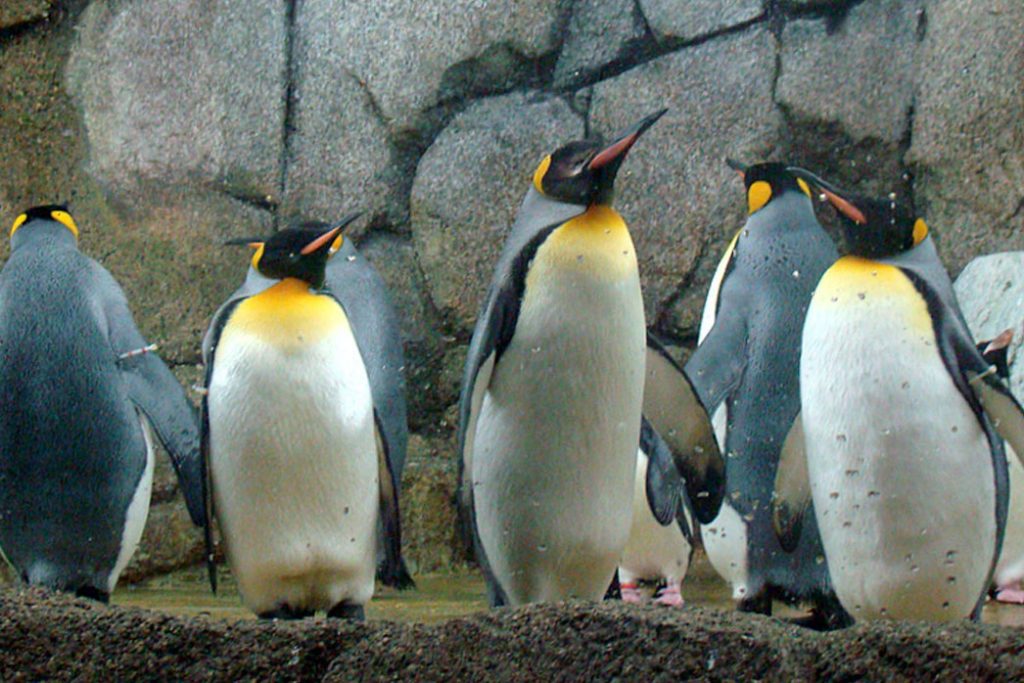 King Penguins