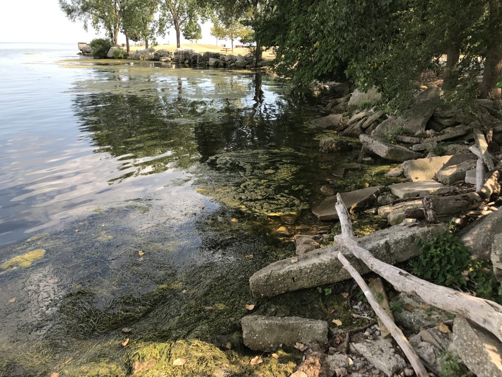 Lake Erie Metropark 9 081517 pb