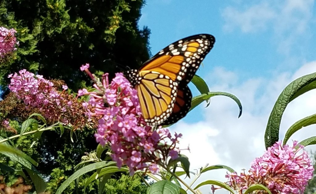 Monarch Butterfly 2