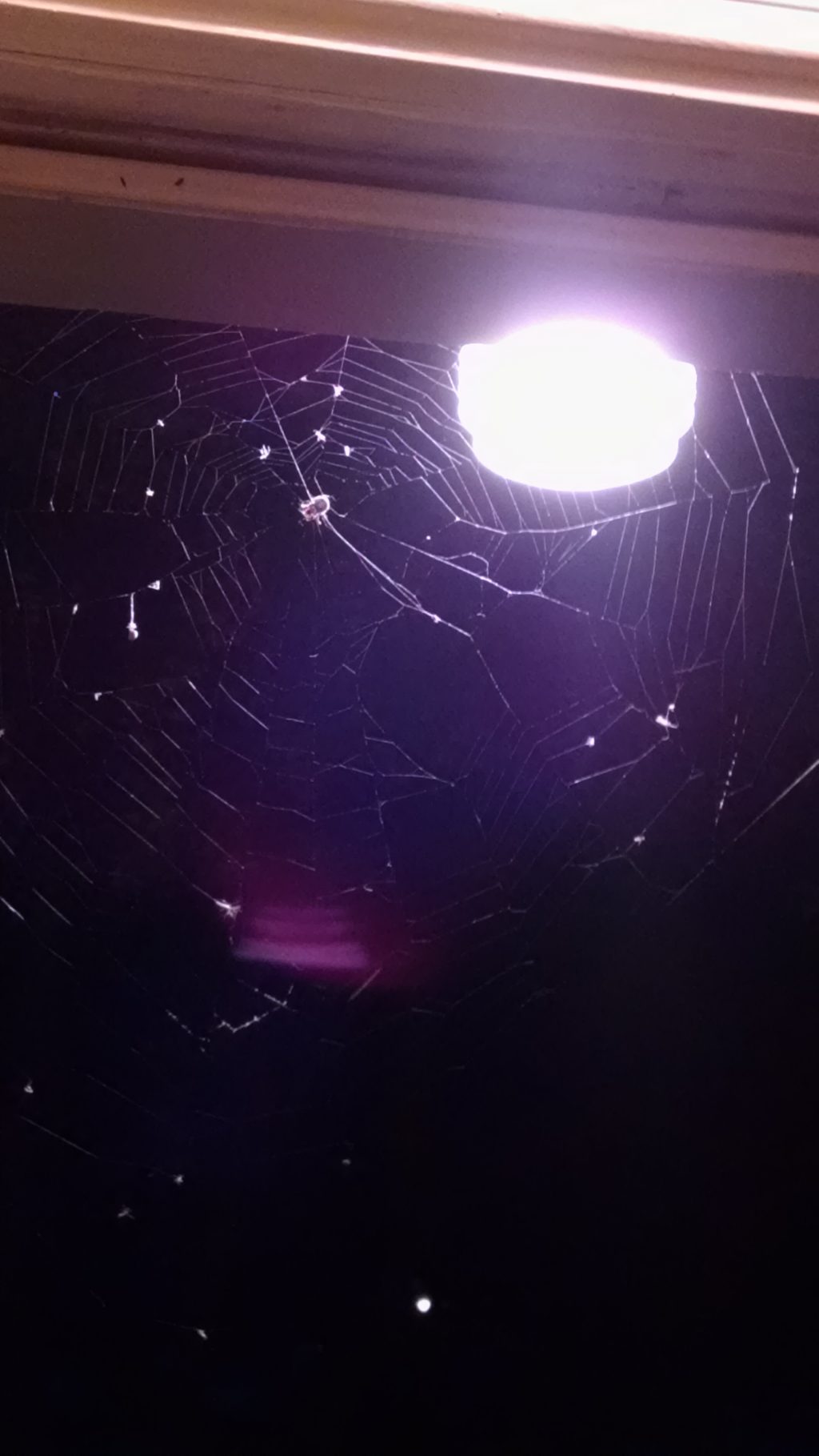 spider web