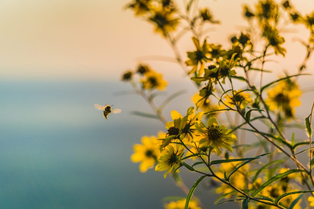 Honeybee Unsplash