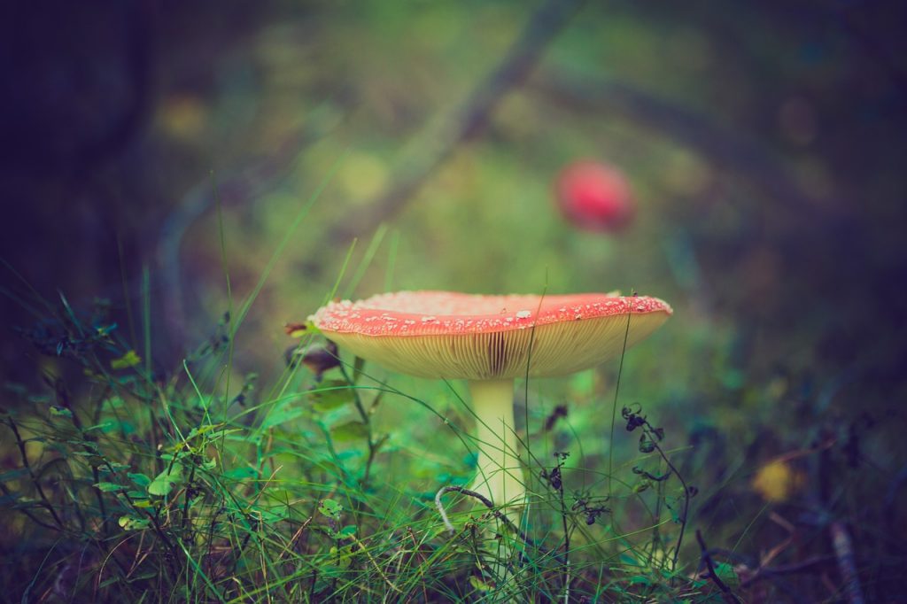 Fly Agaric Mushroom