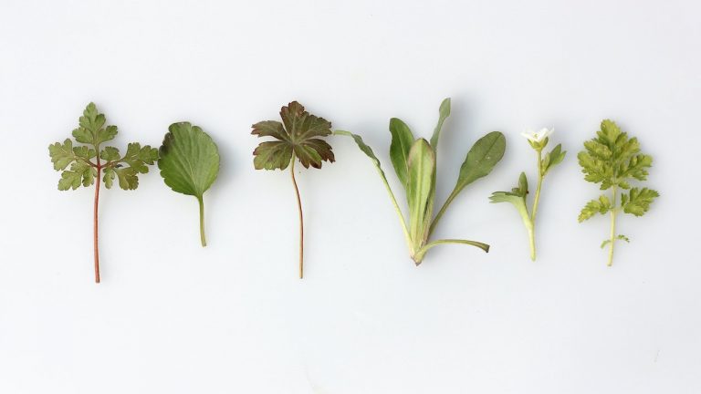 Herbs