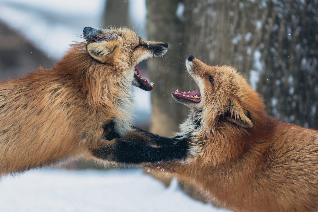 A Pair of Fighting Foxes