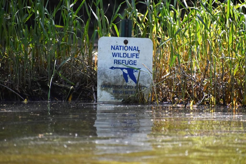 Wetlands Lester Graham