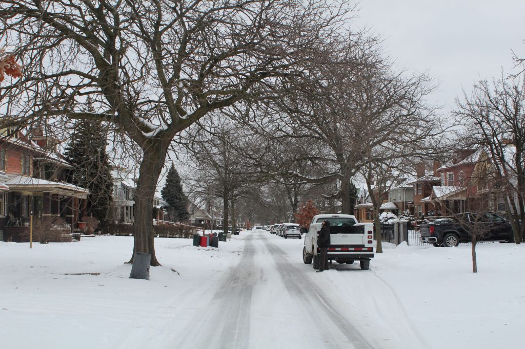 Highland Park trees