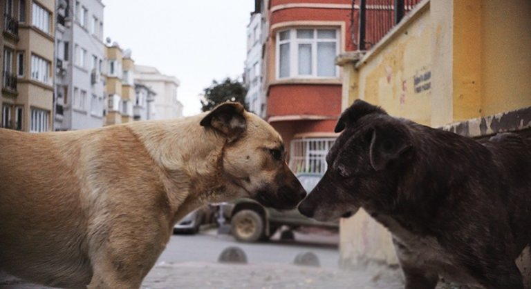 "Stray" Film Still