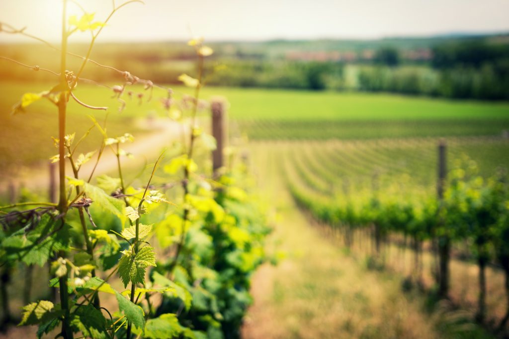 Wine Vineyard