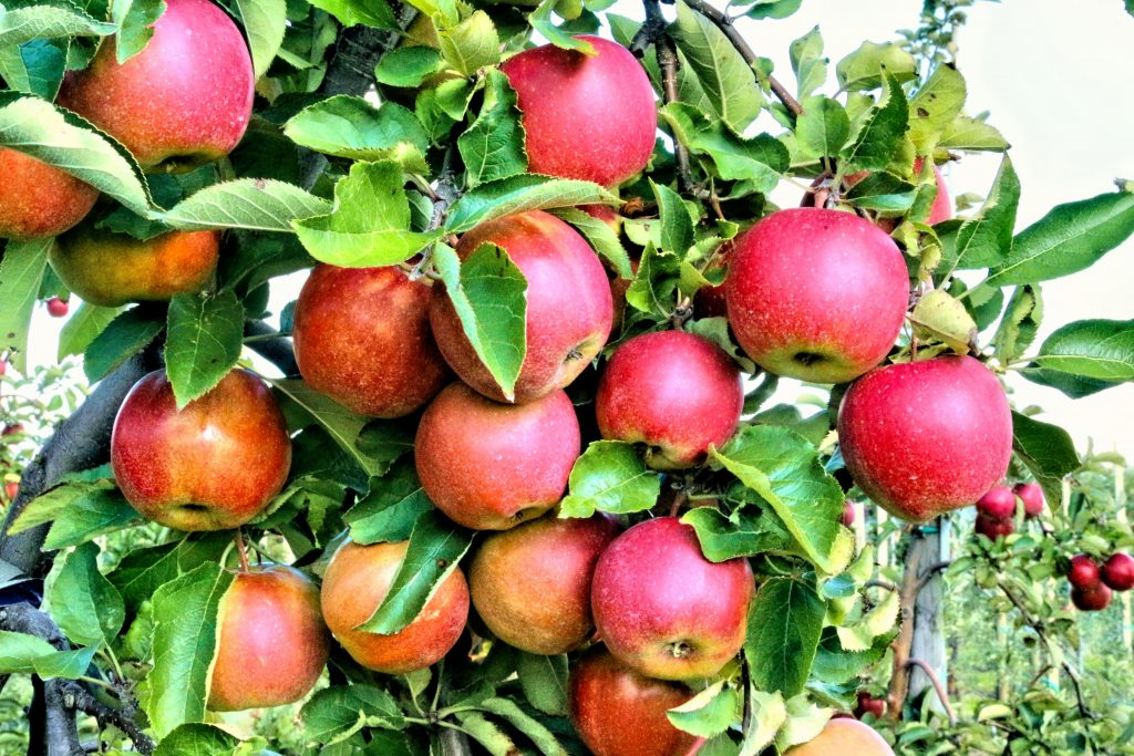 Apples on Tree