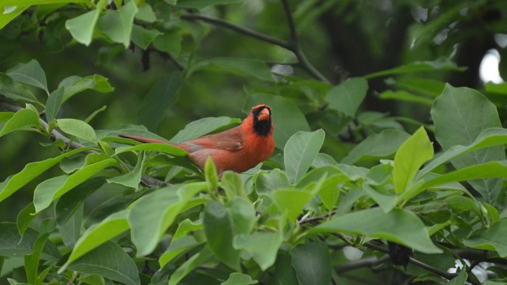 Photo of a bird.