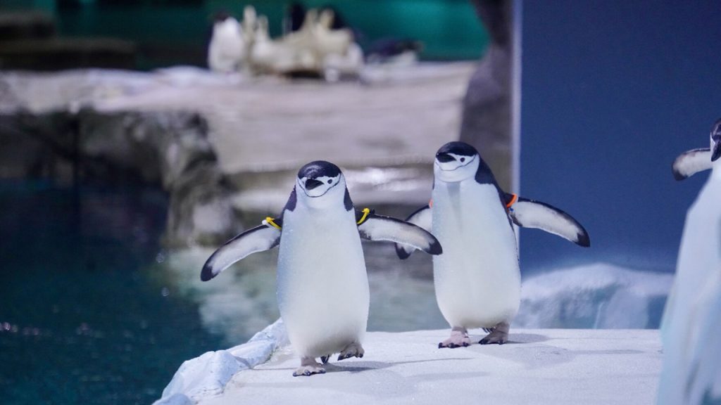 Detroit Zoo penguins