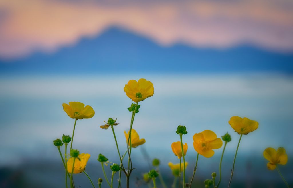 yellow-flowers-mountain