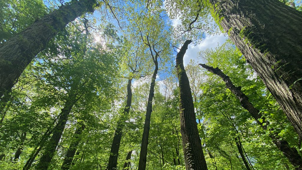 A view of the tree canopy in Palmer Park's Witherell Woods, the largest old-growth forest in the Tri-County area.