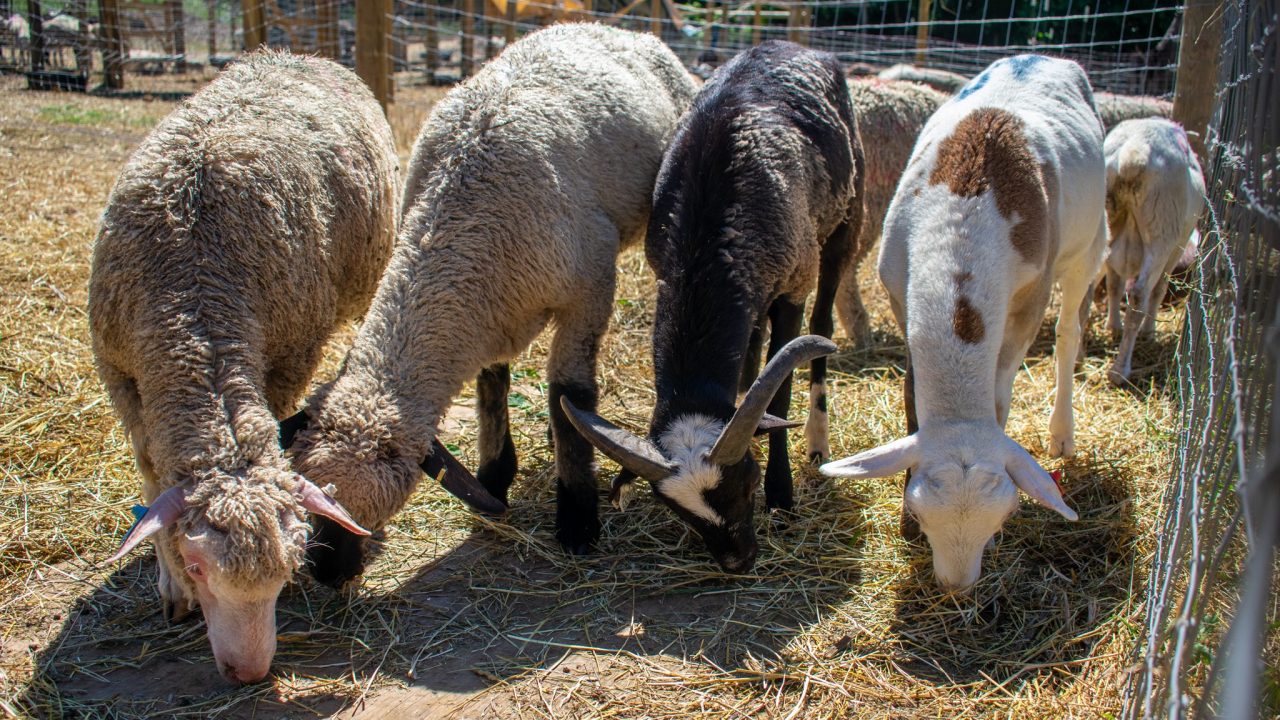 Goats and sheep eat hay.