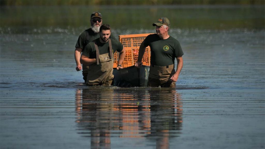 Michigan DNR's Wildlife Division workers pull a canoe loaded with captured ducks