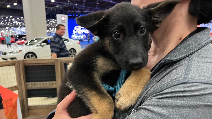 Puppy available to adopt from Michigan Humane at the 2022 Detroit Auto Show.