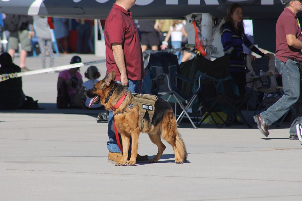 a man stands with his German Shepherd service dog