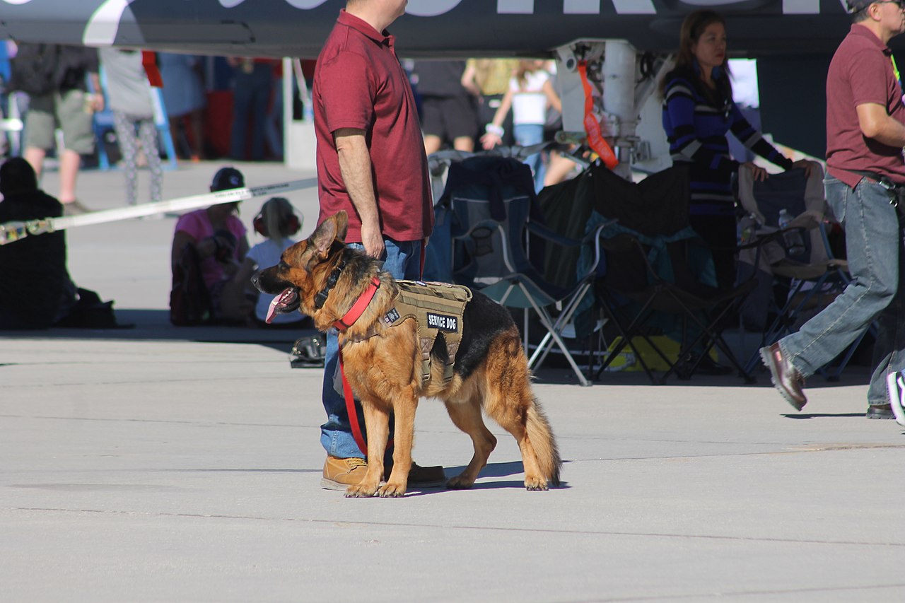 a man stands with his German Shepherd service dog