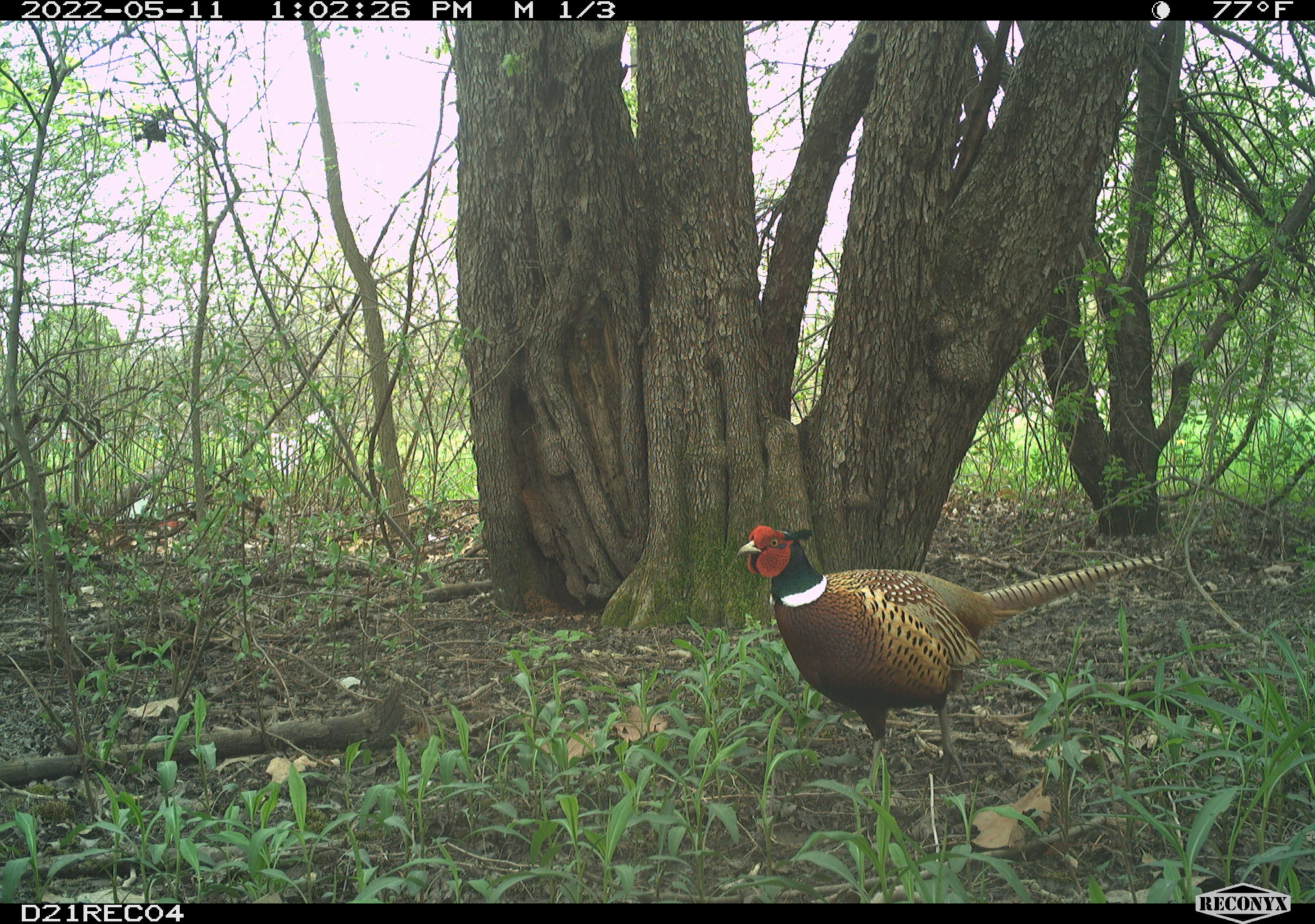 Pheasant bird nature wildlife park.