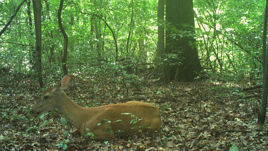 Deer in urban wildlife in Detroit