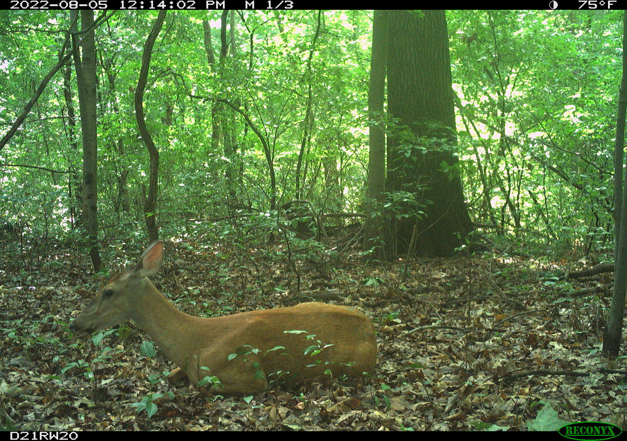 Deer in urban wildlife in Detroit