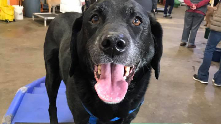 A dog named Rocky spending time at Canine to Five in Ferndale