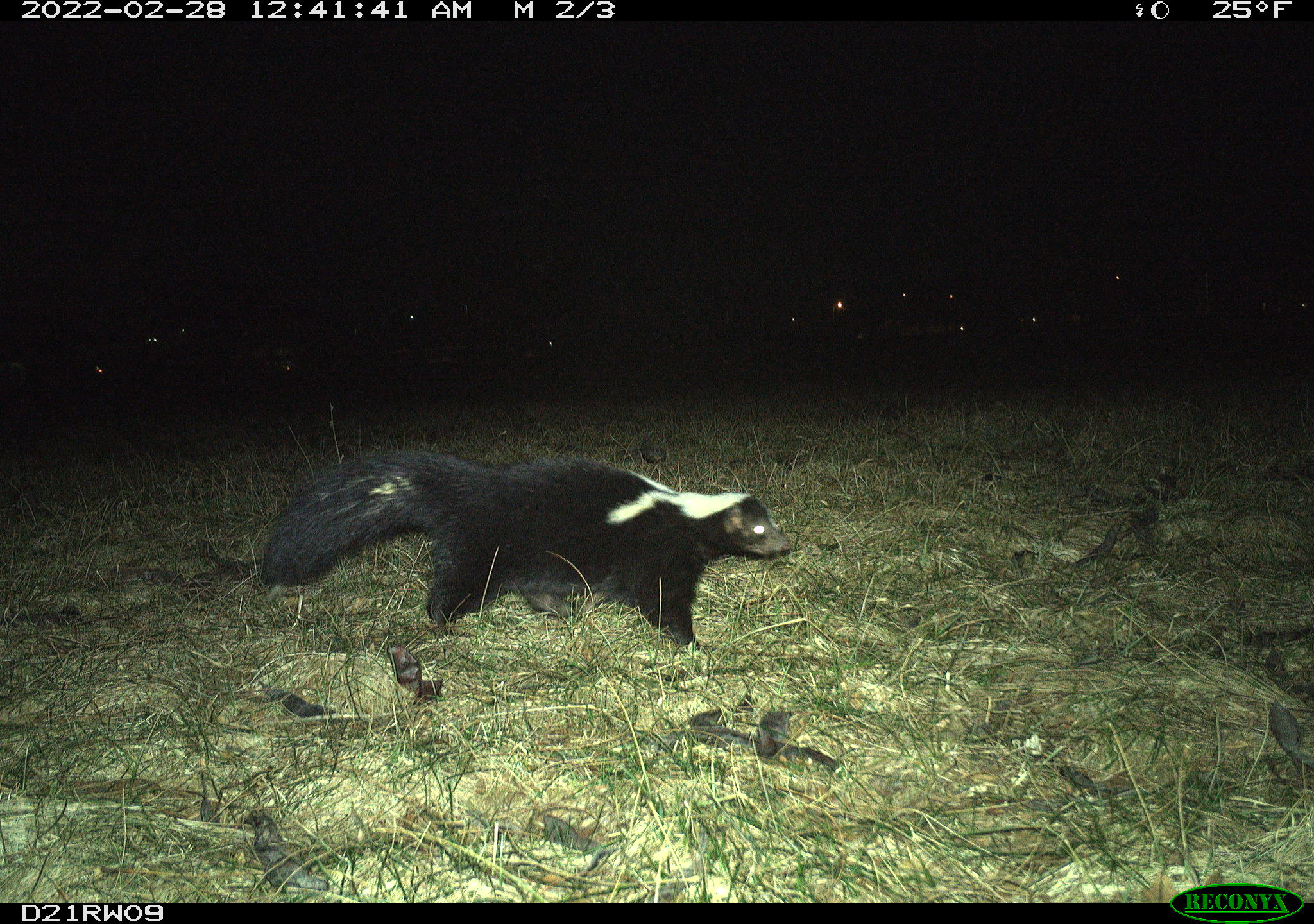 Skunk nature animal wildlife