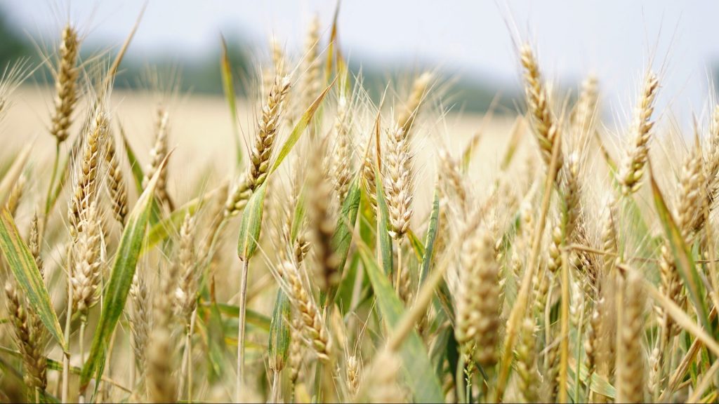 Stock photo of farm field.