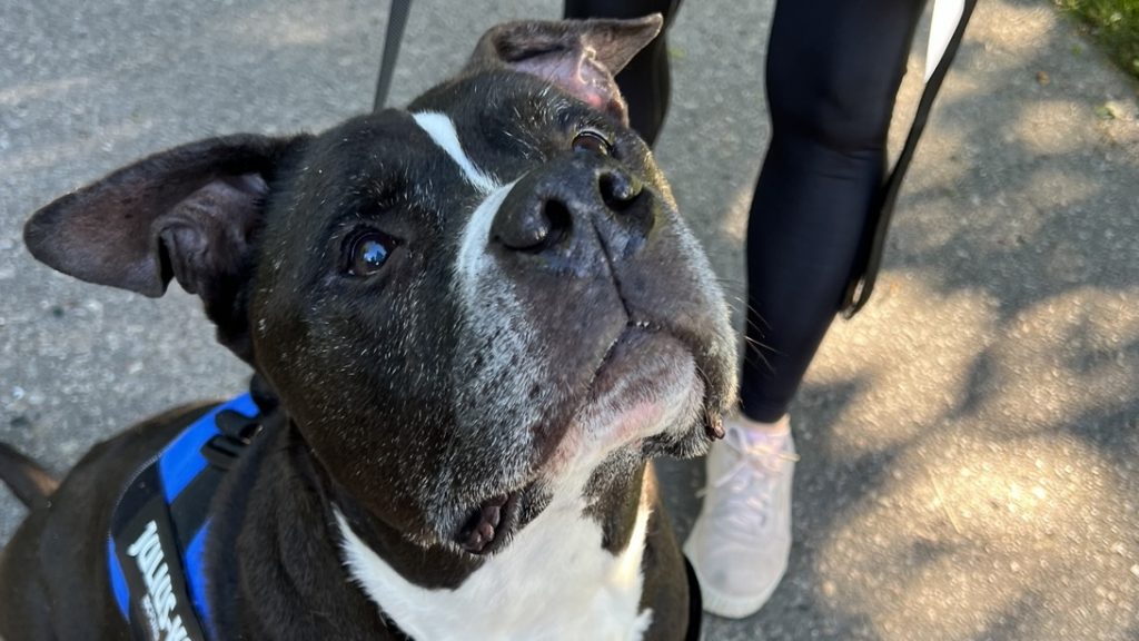 A photo of a pit bull at the Edsel and Eleanor Ford House in Grosse Pointe Shores, Mich.