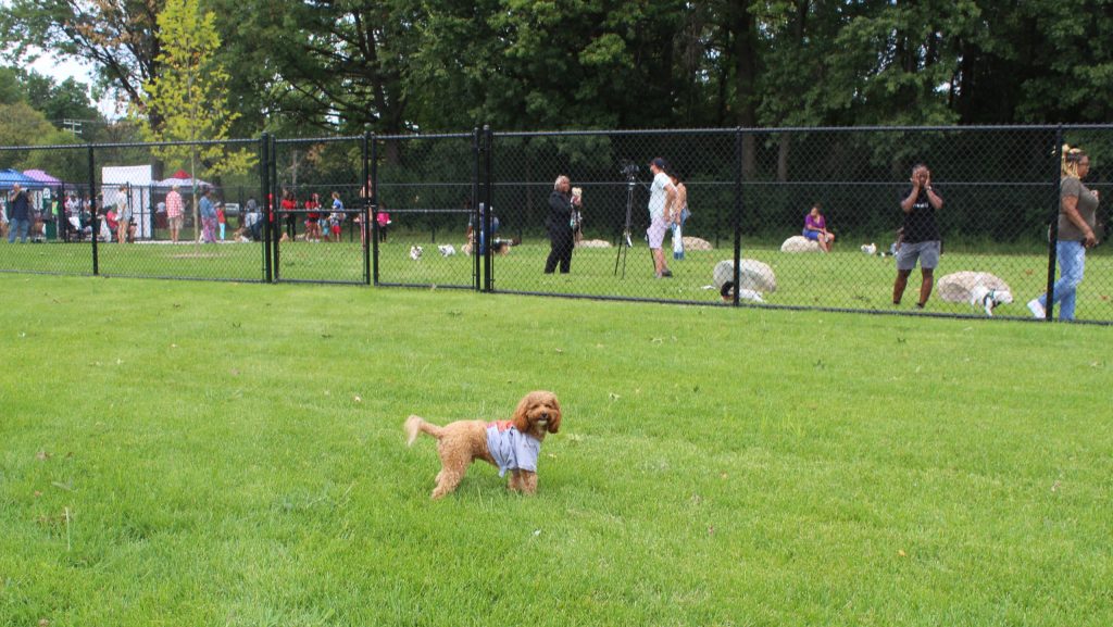 A Cavapoo wears a Tigers t-shirt.