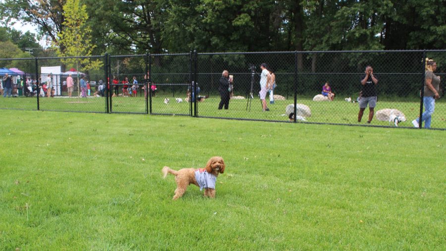 A Cavapoo wears a Tigers t-shirt.