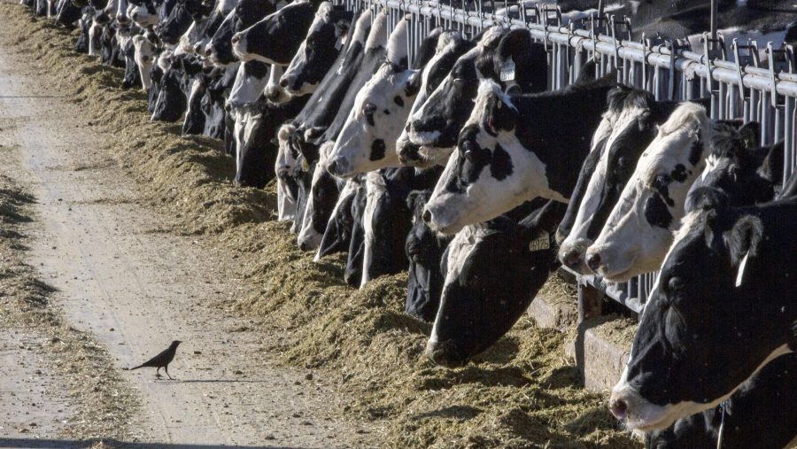 FILE - Dairy cattle feed at a farm on March 31, 2017, near Vado, N.M.