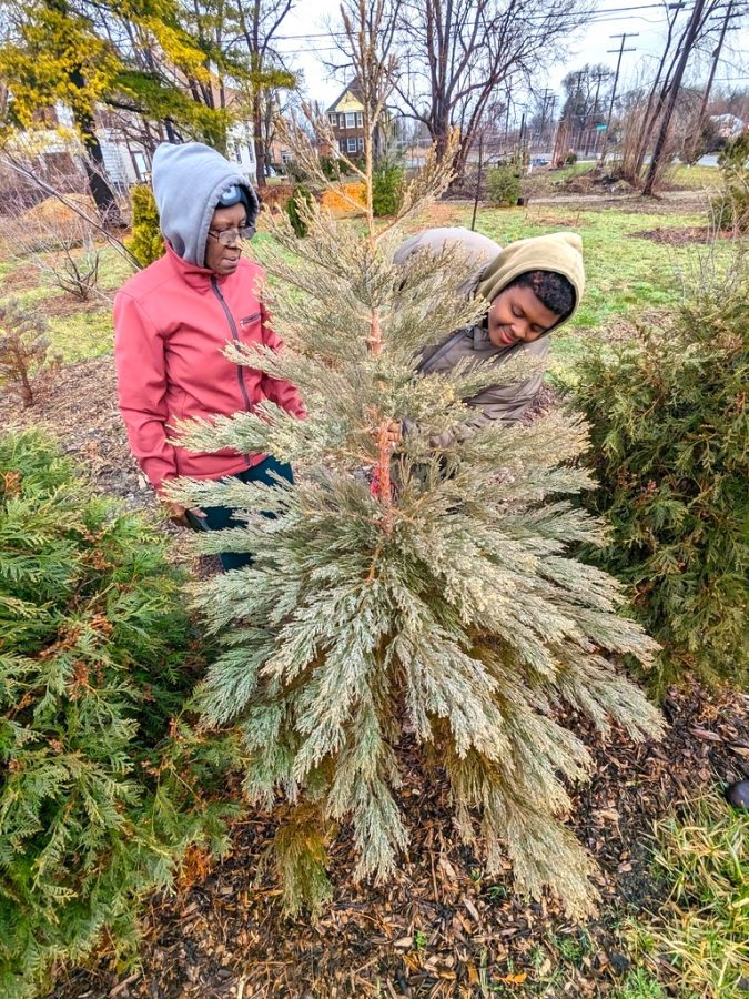 Volunteer Pamela McGhee (left) and her daughter, Arboretum Detroit employee Robyn Redding, stand next to a six-year-old sequoia tree in "Treetroit 2," a small tree park created by the arboretum in Detroit's Poletown East neighborhood.