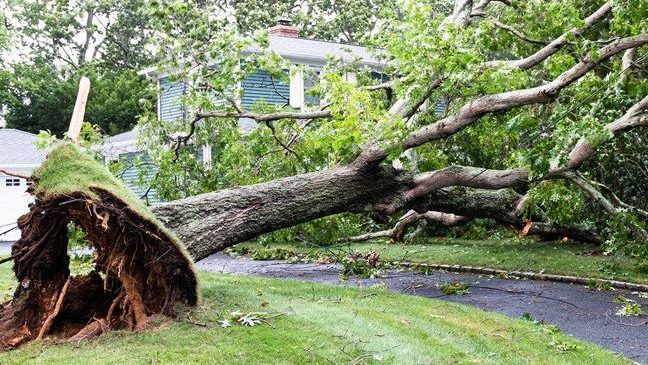 A severe storm and quick-developing tornado struck the Livonia area around 3:30 p.m on Wednesday, June 5, 2024.