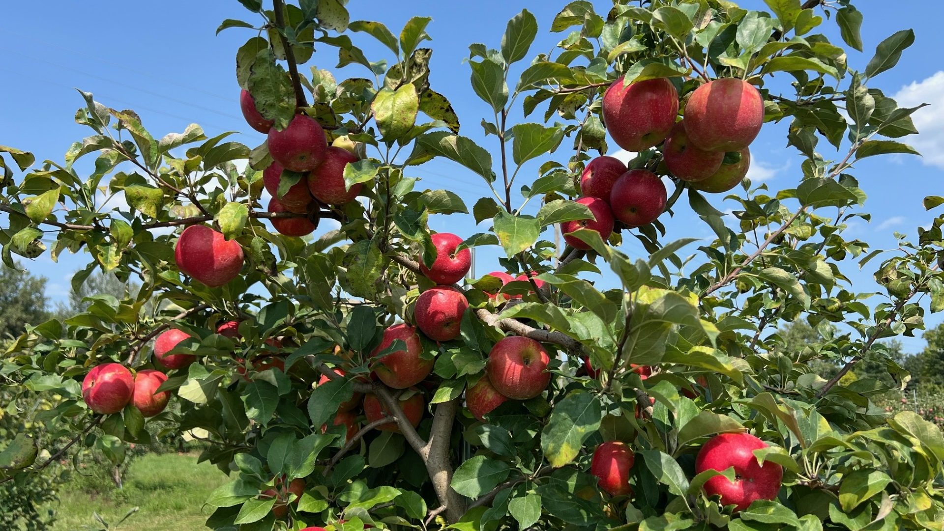 Michigan has almost 15 million apple trees and more than 700 family-run apple farms, according to the U.S. Department of Agriculture.