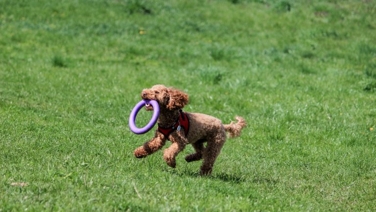 FILE_Dog-Park