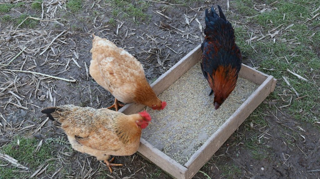 Three chickens get fed in a backyard