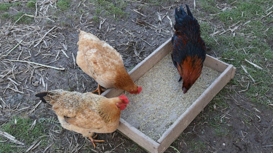 Three chickens get fed in a backyard