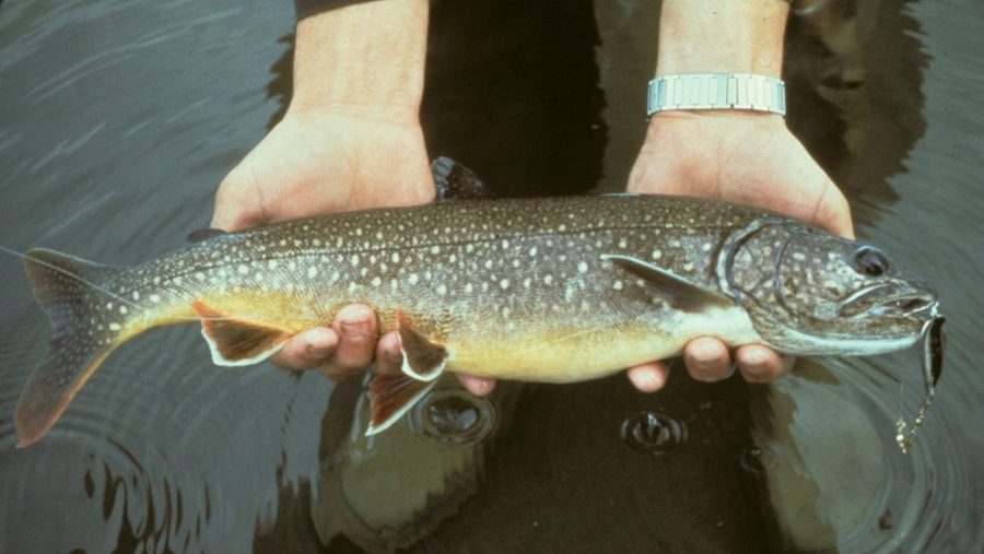 The lake trout population in Lake Superior dropped by 95% because of overfishing and the invasive parasite, sea lamprey.