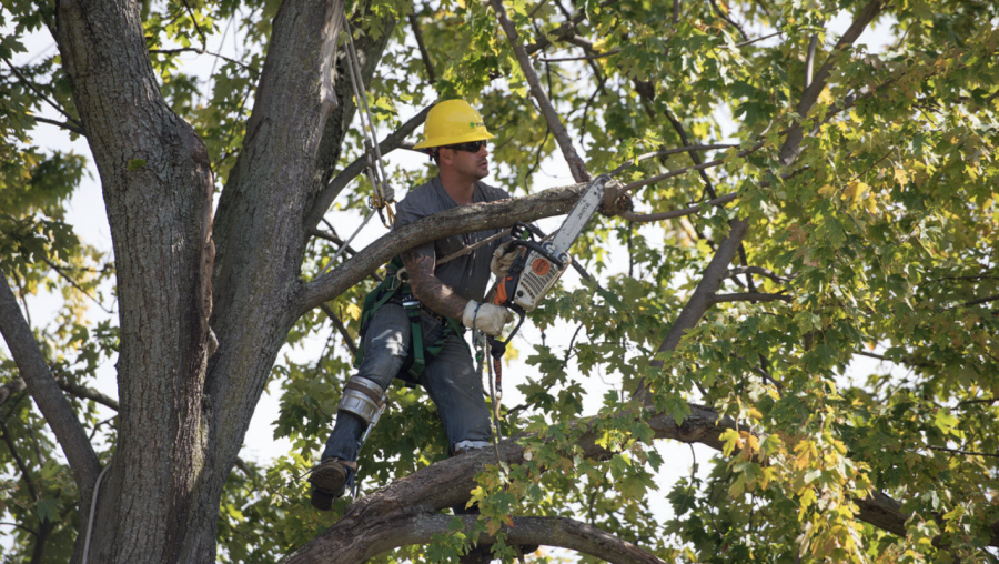 According to DTE, fallen trees are responsible for nearly half the time its customers spend without power.