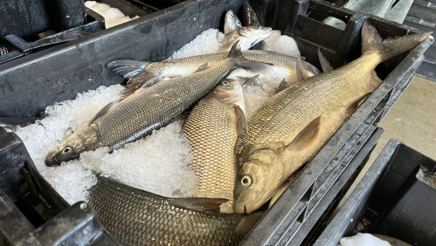 A bin of freshly-caught whitefish.