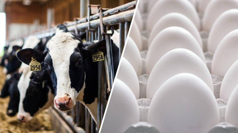 H5 bird flu is widespread in wild birds worldwide and is causing outbreaks in poultry and U.S. dairy cows.